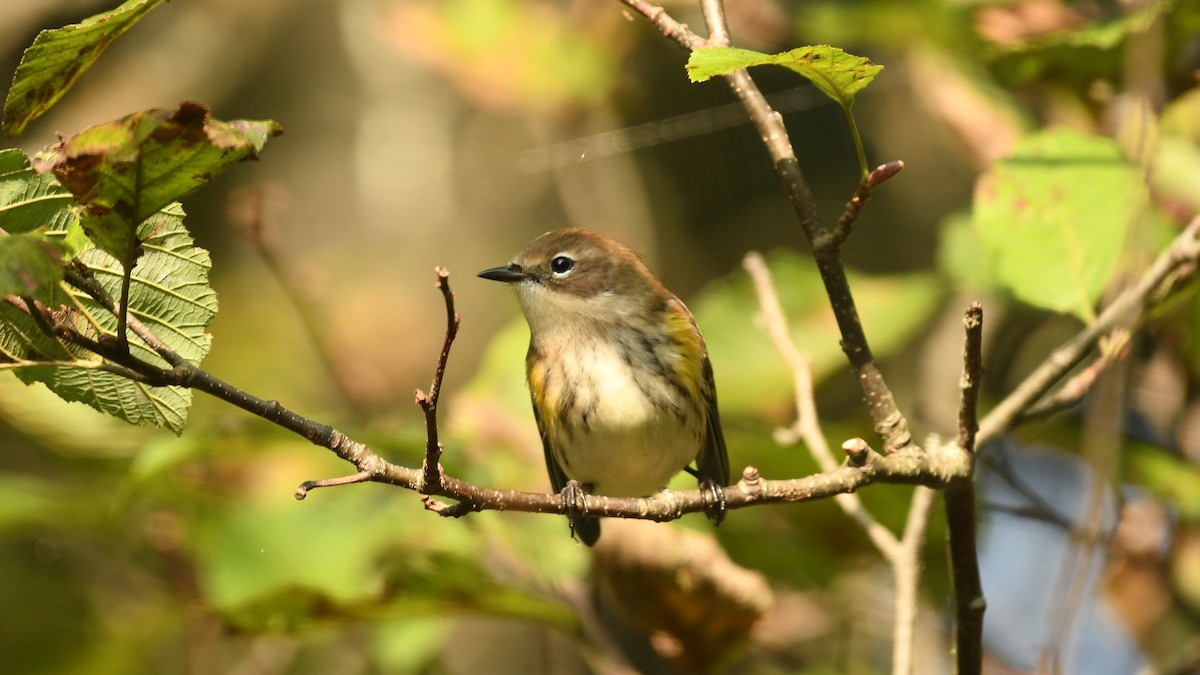 Yellow-rumped Warbler - ML609399280