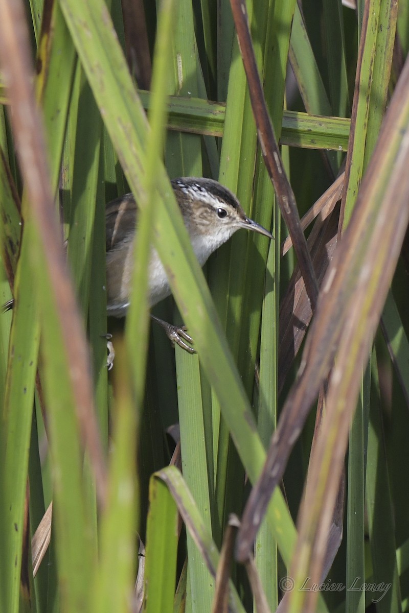 Marsh Wren - ML609399282