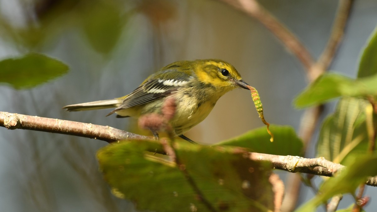 Black-throated Green Warbler - ML609399287