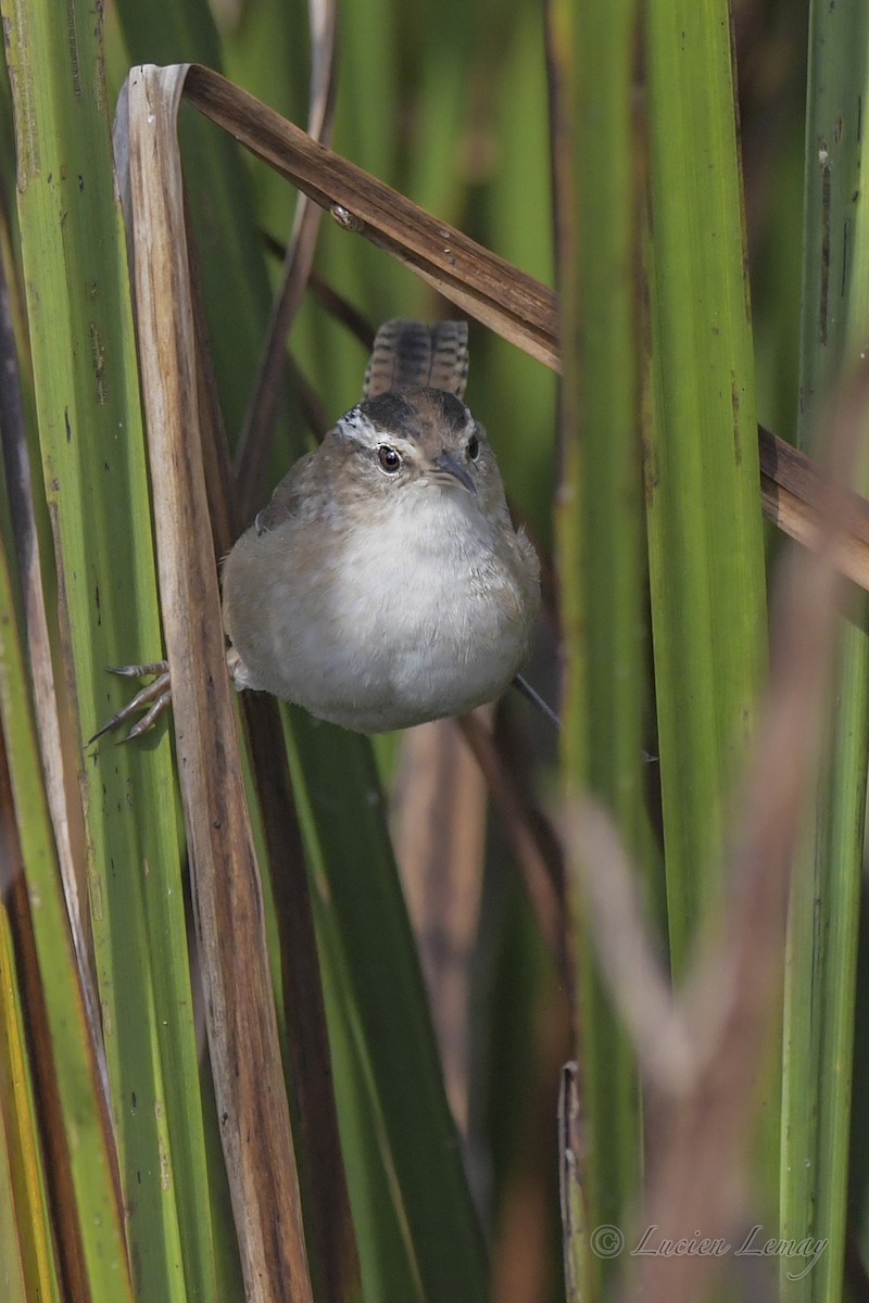 Marsh Wren - ML609399294