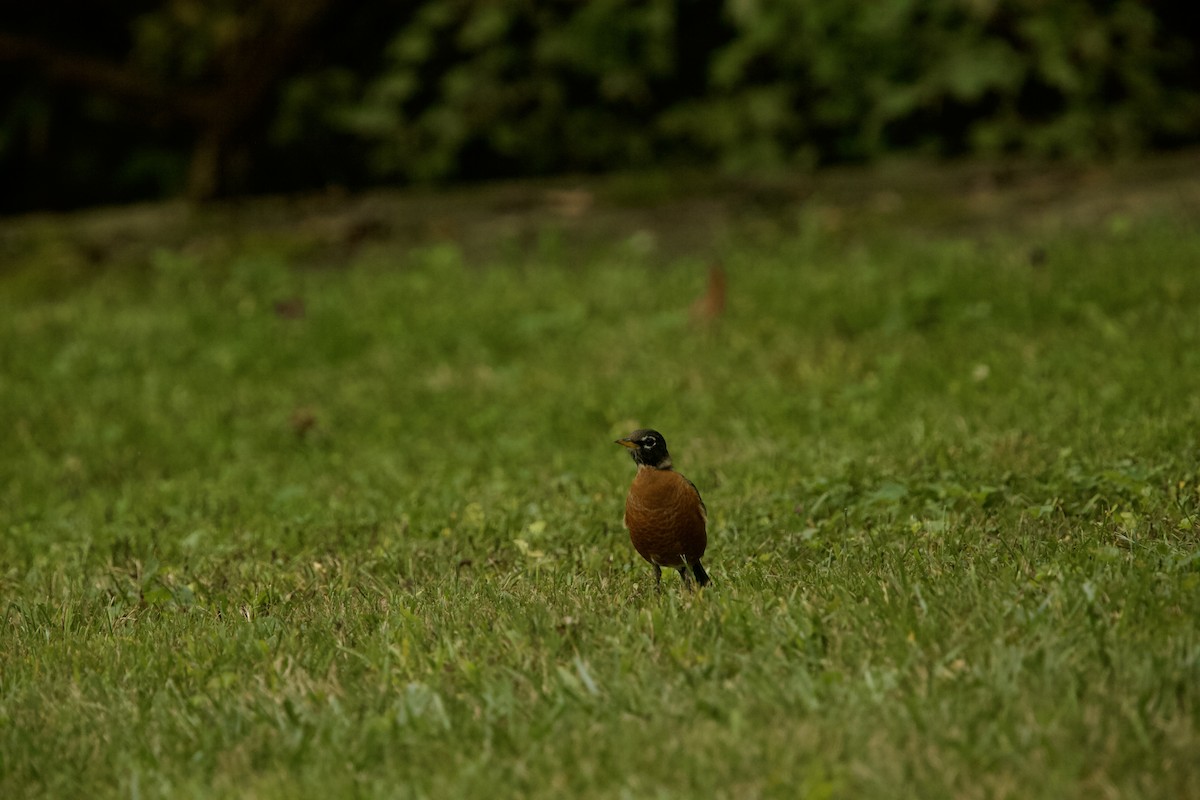 American Robin - ML609399308