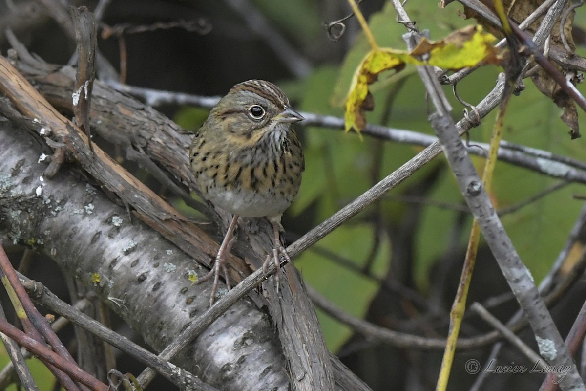 Lincoln's Sparrow - Lucien Lemay