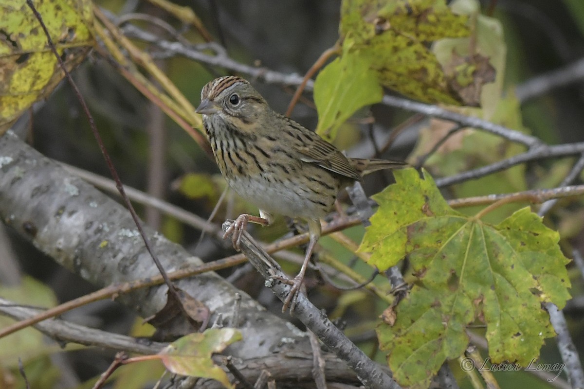 Lincoln's Sparrow - ML609399380