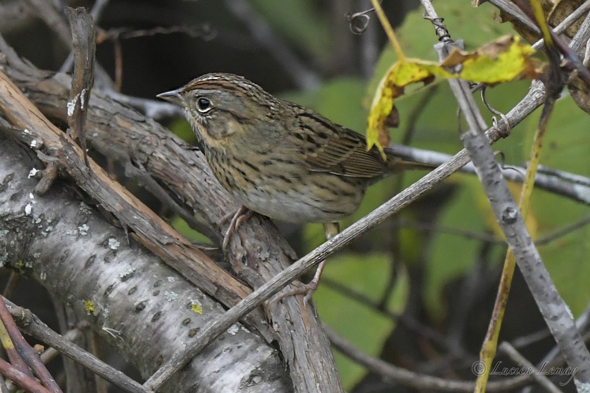 Lincoln's Sparrow - Lucien Lemay