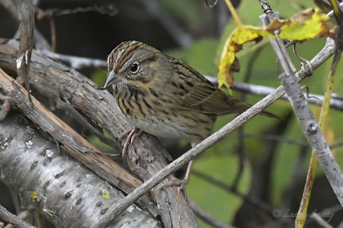 Lincoln's Sparrow - ML609399411