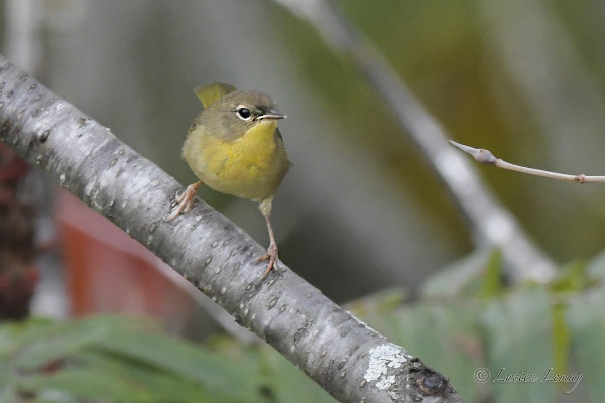 Common Yellowthroat - Lucien Lemay