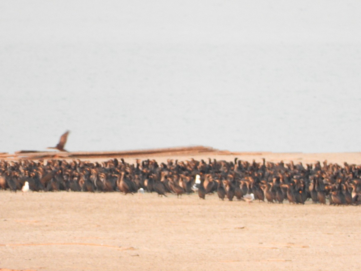 Cormorán de El Cabo - ML609399424