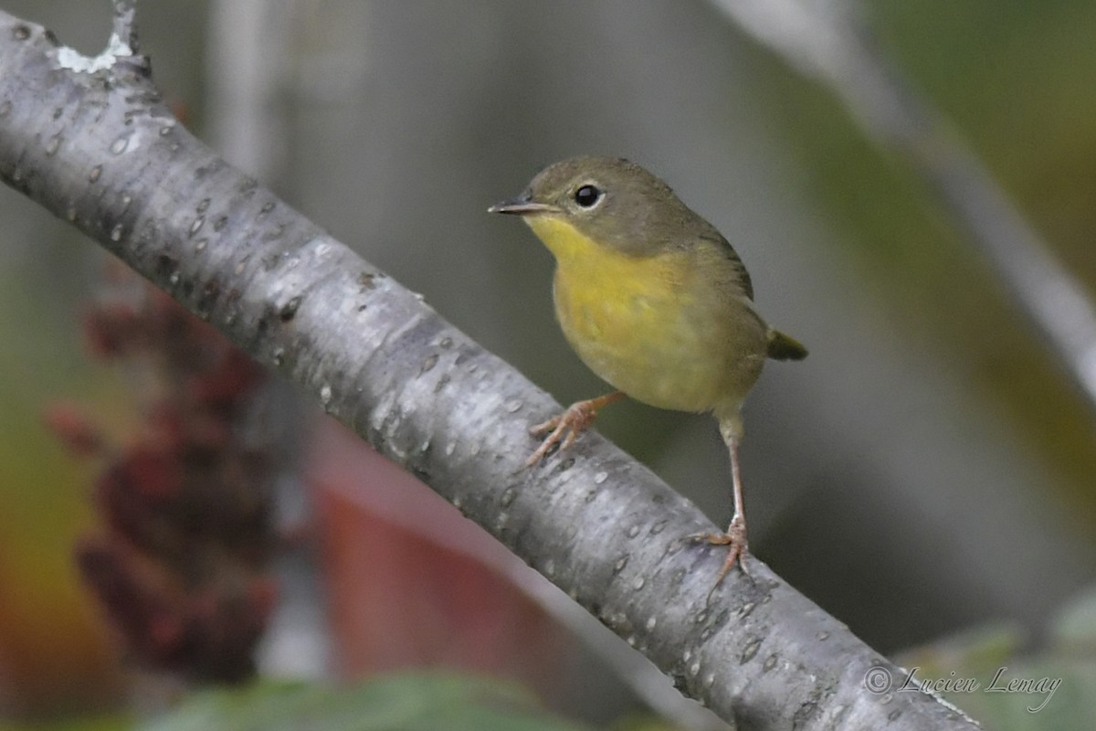 Common Yellowthroat - Lucien Lemay