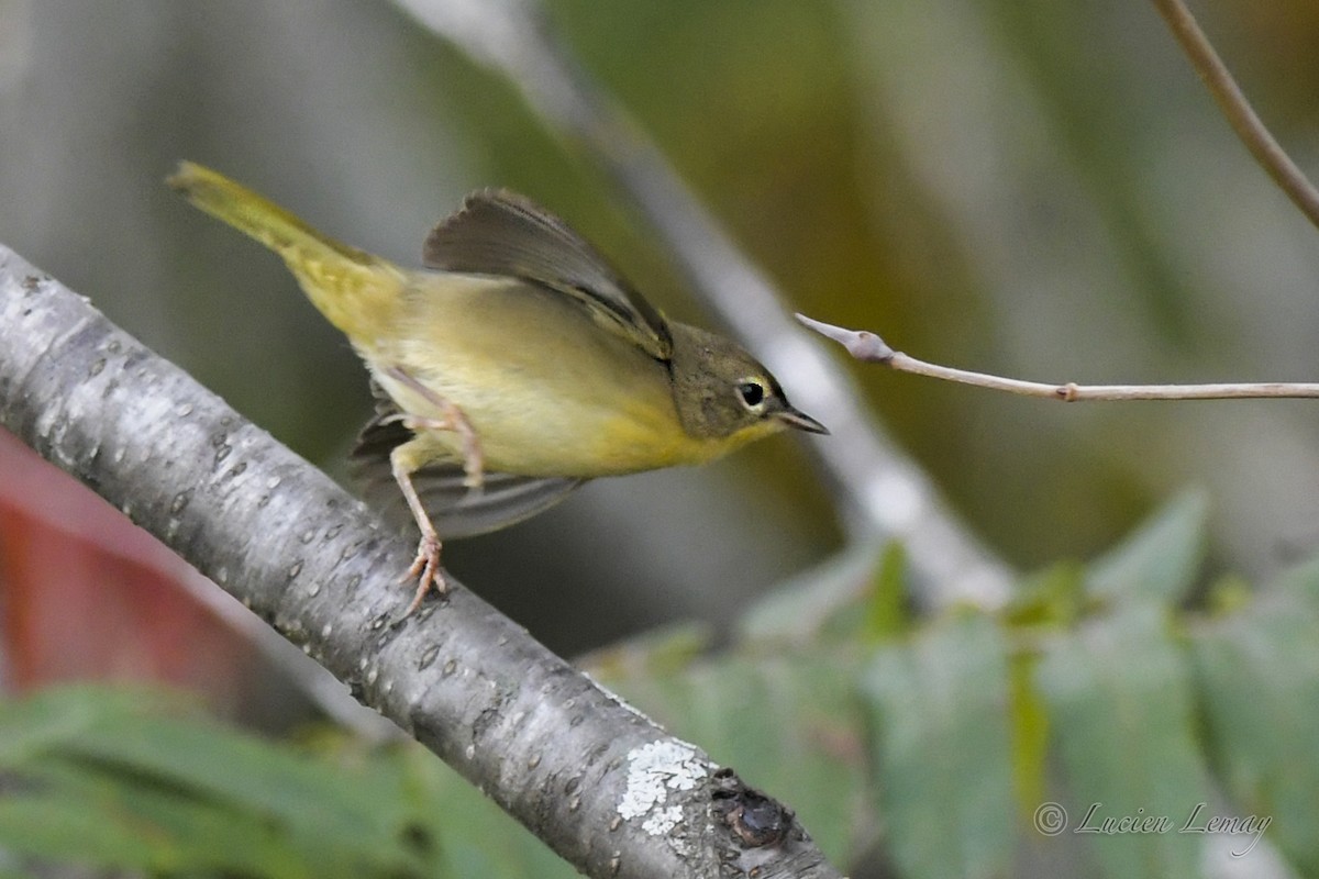 Common Yellowthroat - Lucien Lemay