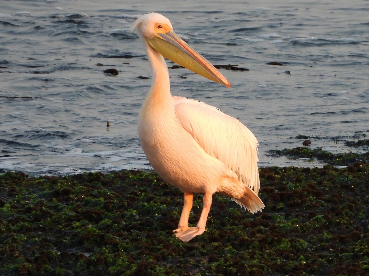 pelikán bílý - ML609399459