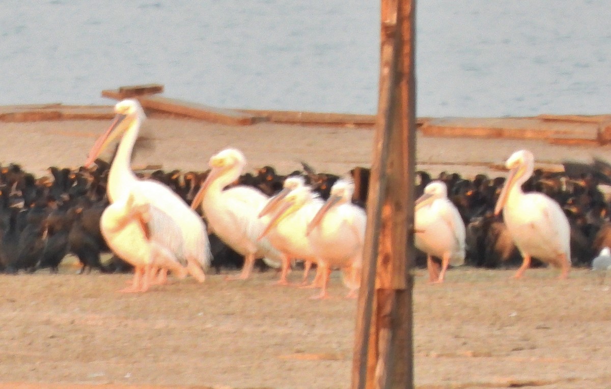 pelikán bílý - ML609399460