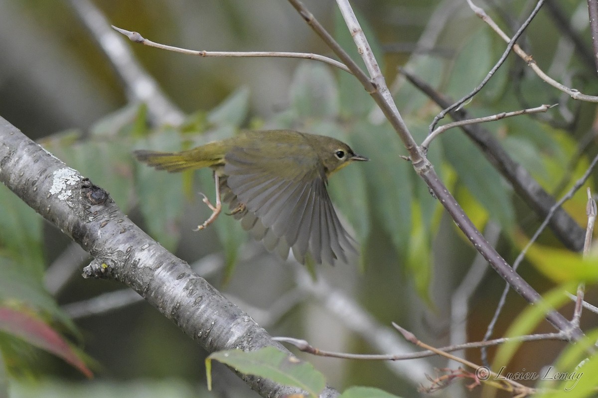 Common Yellowthroat - Lucien Lemay