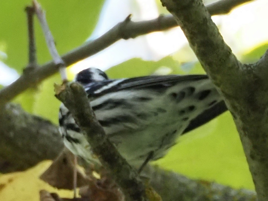 Black-and-white Warbler - ML609399469