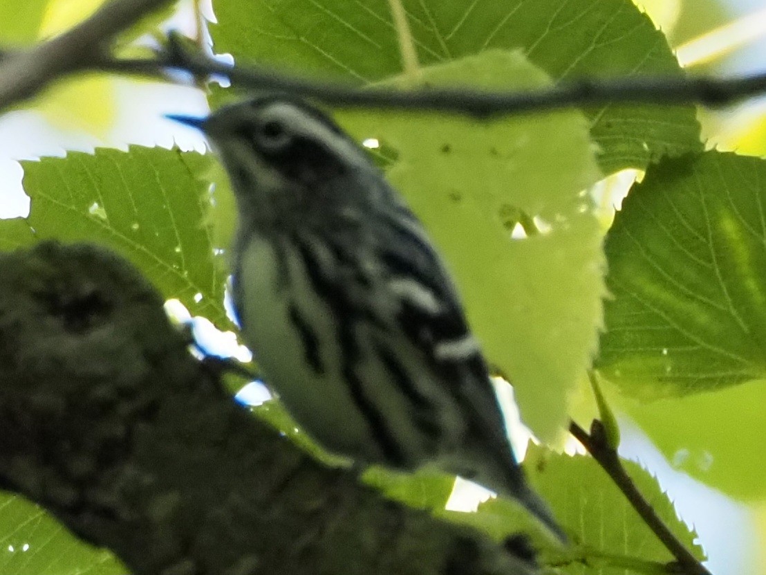 Black-and-white Warbler - ML609399470