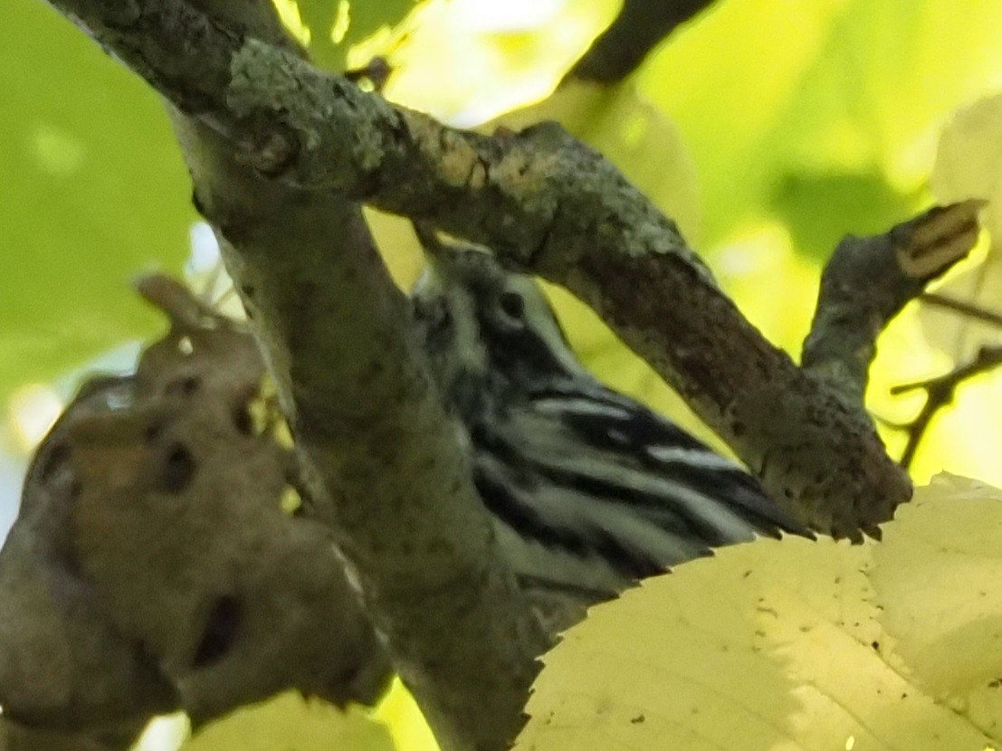 Black-and-white Warbler - ML609399471