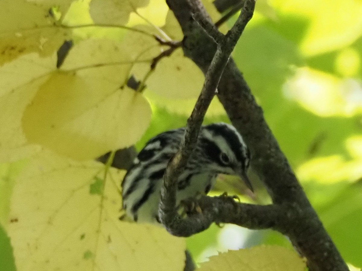 Black-and-white Warbler - ML609399472
