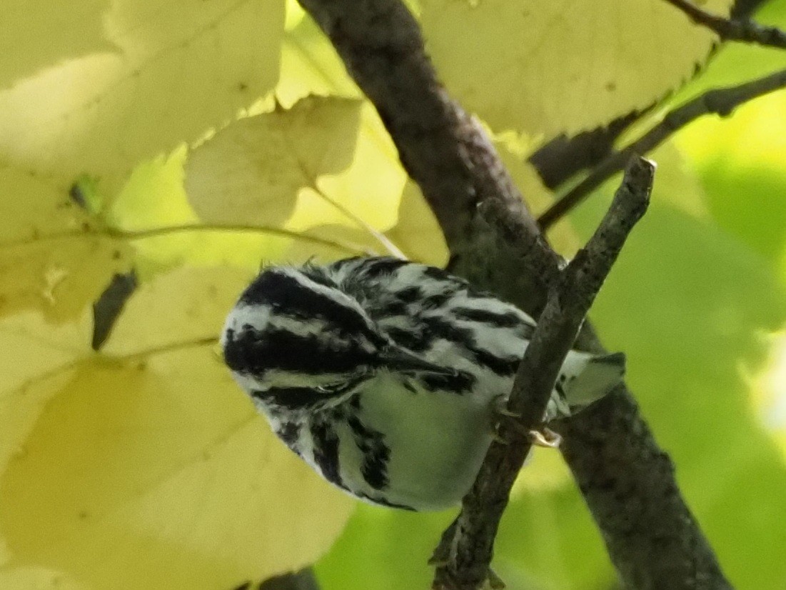 Black-and-white Warbler - ML609399473