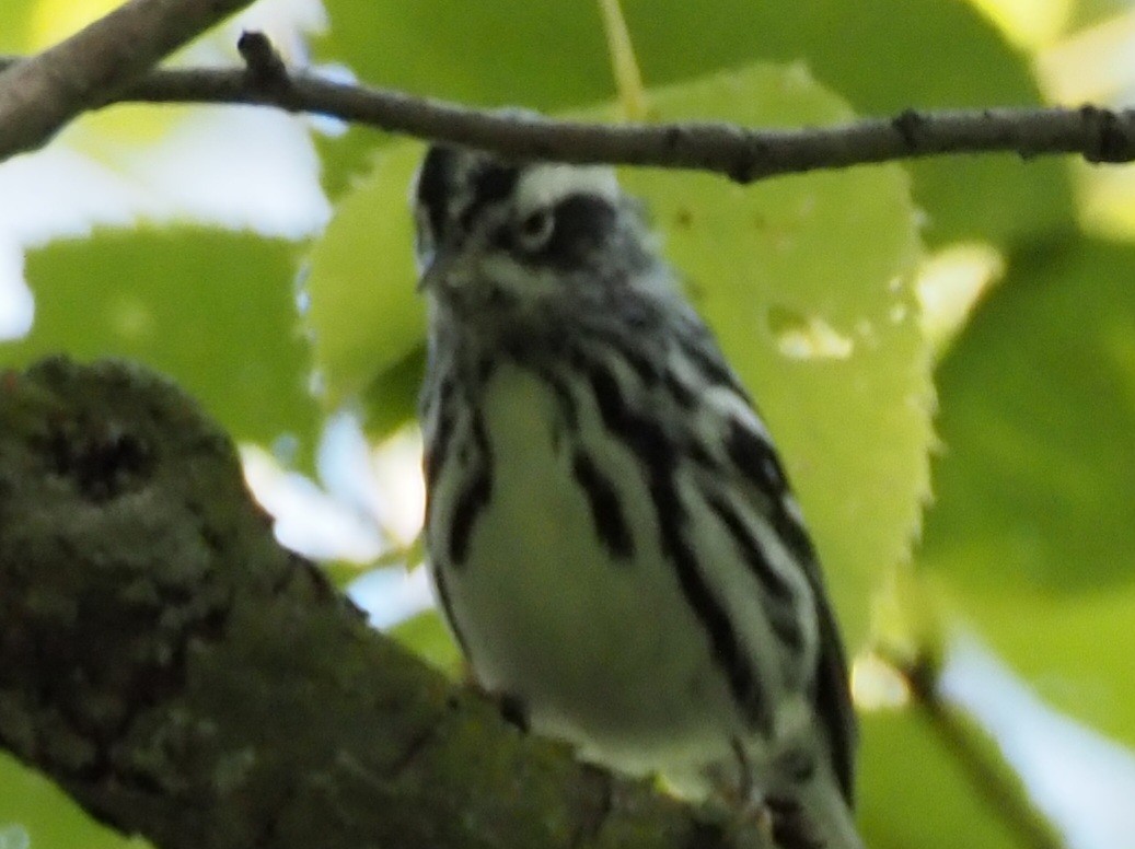 Black-and-white Warbler - ML609399474