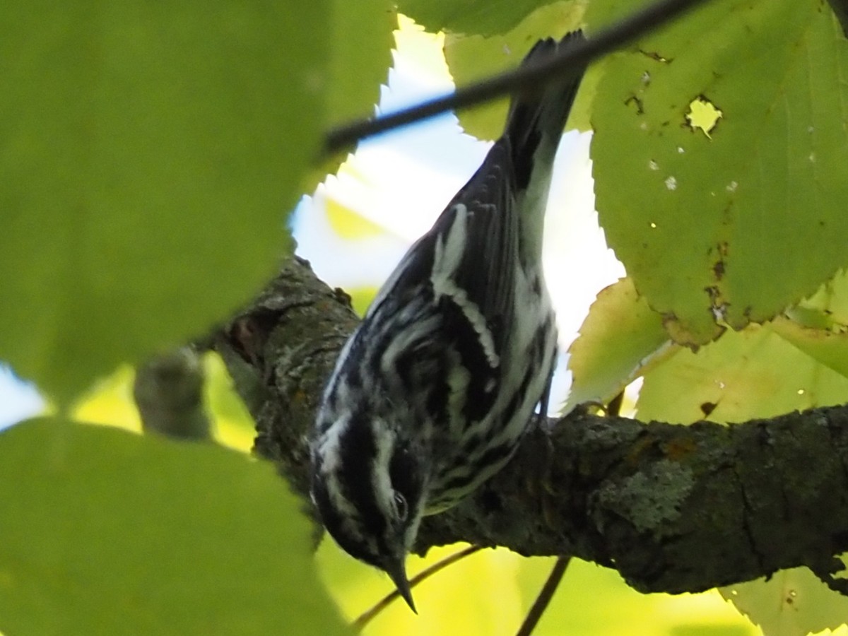 Black-and-white Warbler - ML609399475