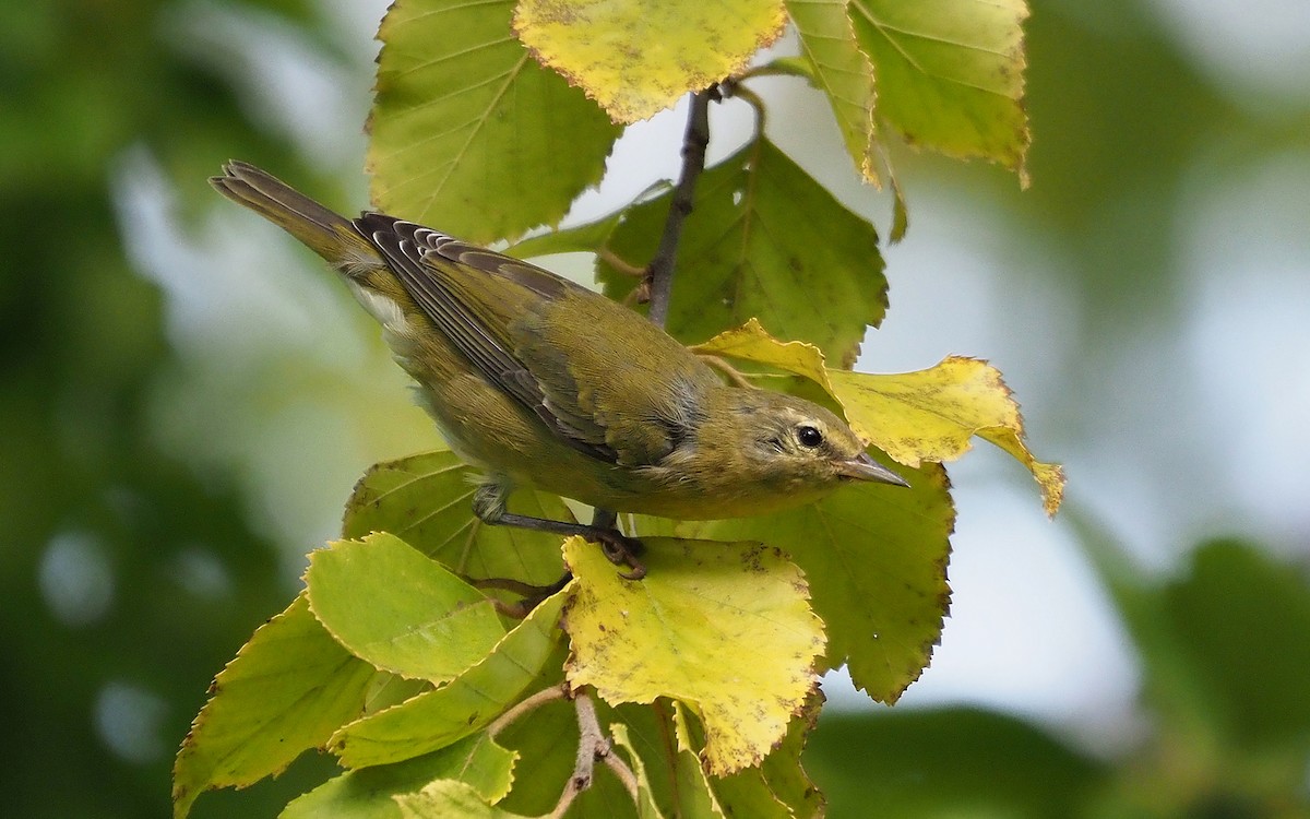 Tennessee Warbler - ML609399477