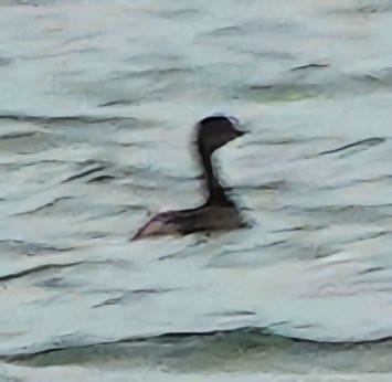 Pied-billed Grebe - Doug Wassmer