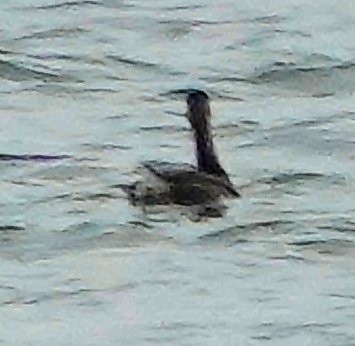 Pied-billed Grebe - Doug Wassmer