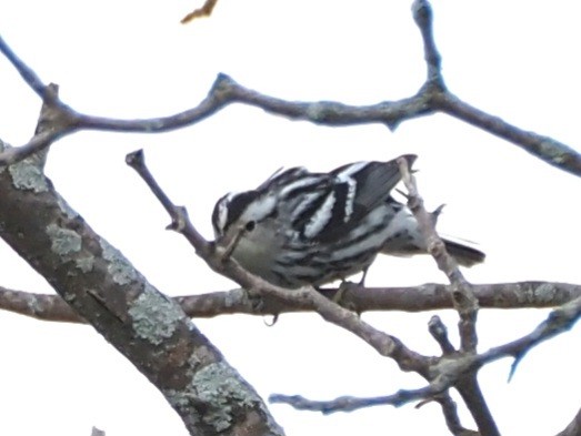 Black-and-white Warbler - ML609399928