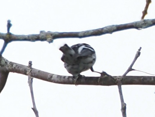 Black-and-white Warbler - ML609399929