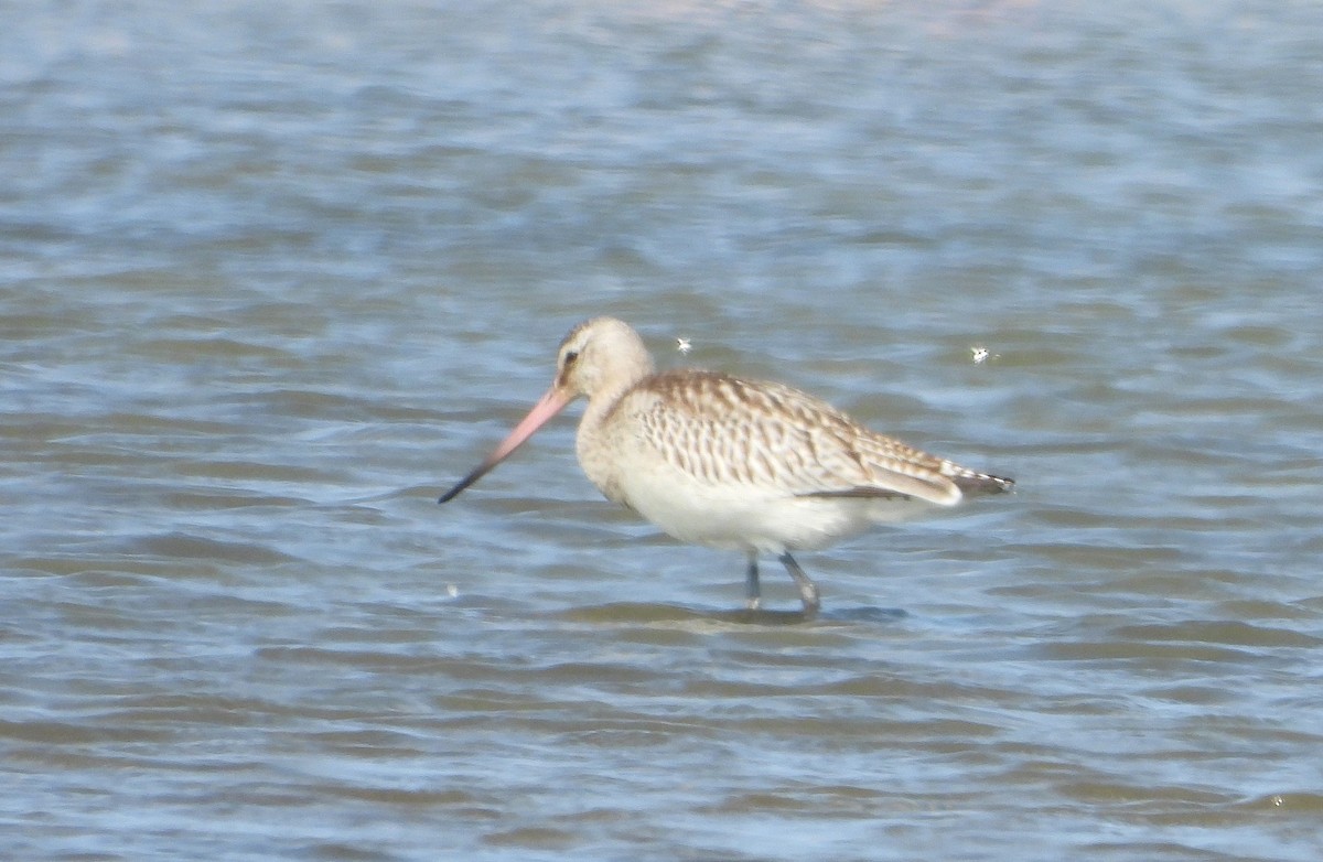 Bar-tailed Godwit - Ron Furnish