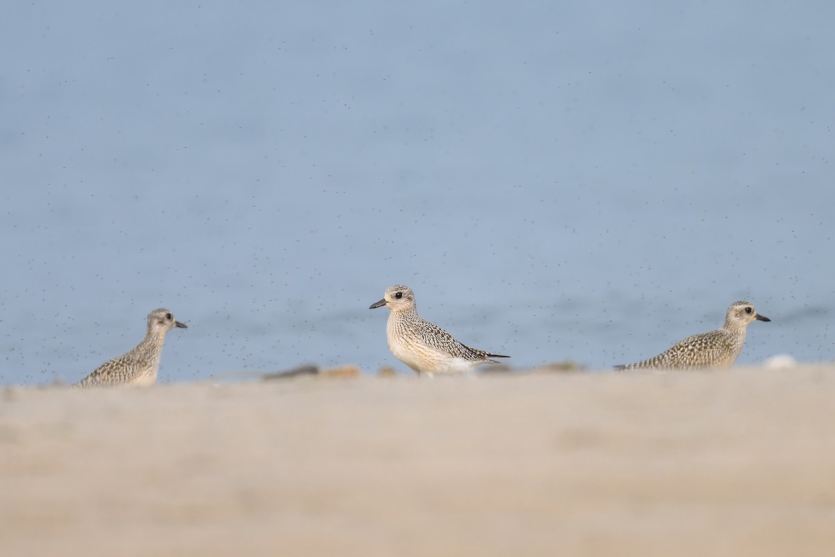 Black-bellied Plover - ML609400109