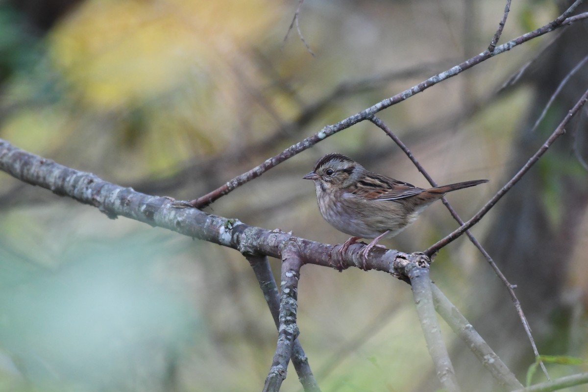 Swamp Sparrow - ML609400141