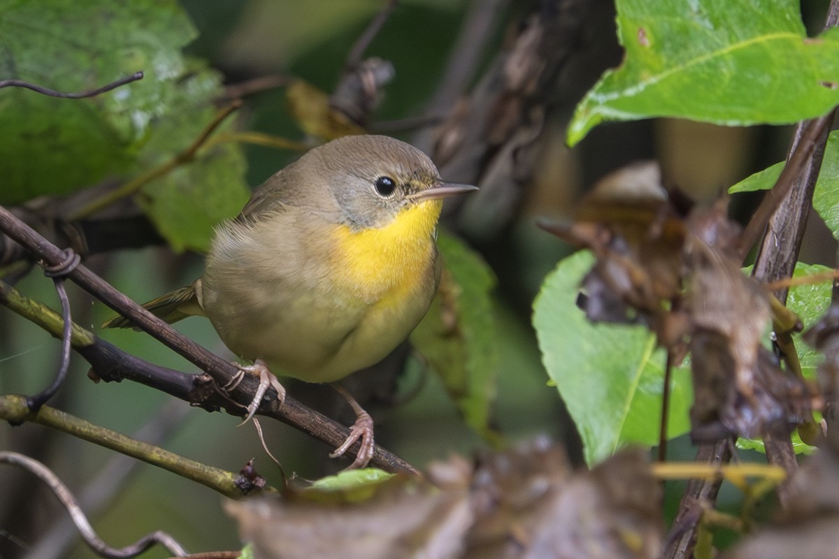 Common Yellowthroat - ML609400266