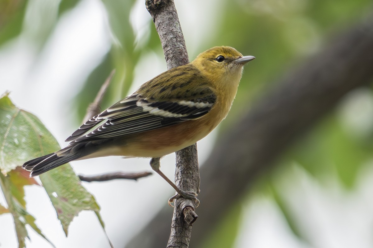 Bay-breasted Warbler - Vic Laubach