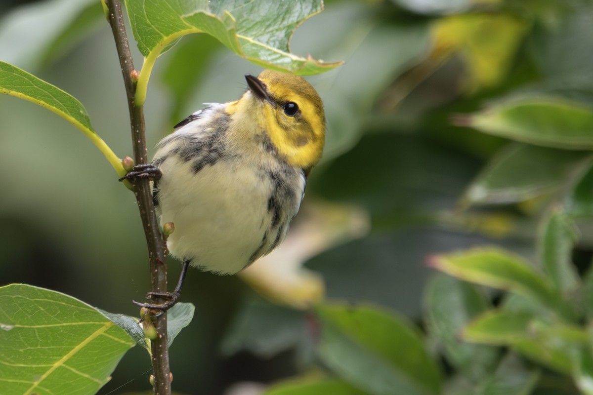 Black-throated Green Warbler - ML609400300