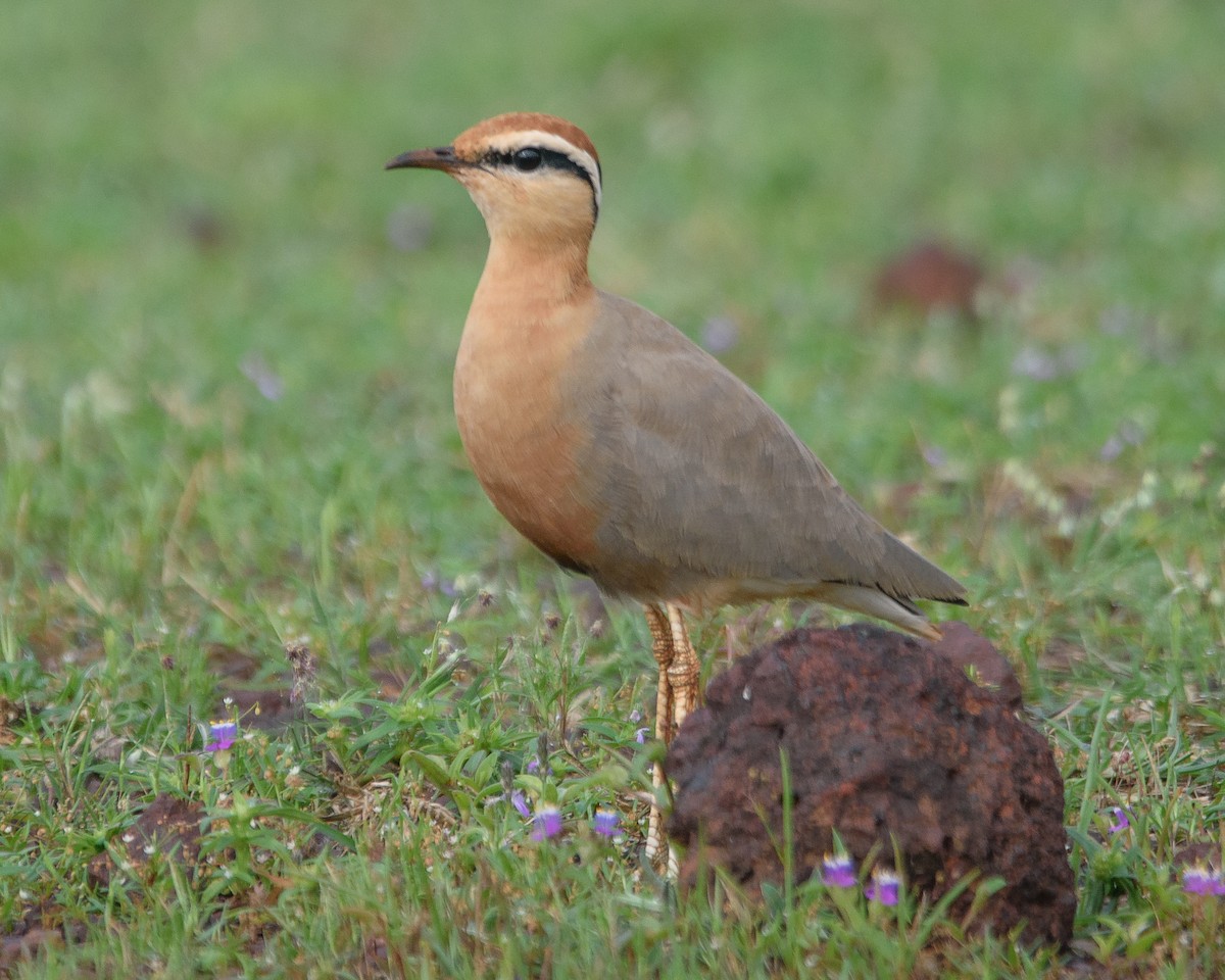 Indian Courser - Srinivas Mallela