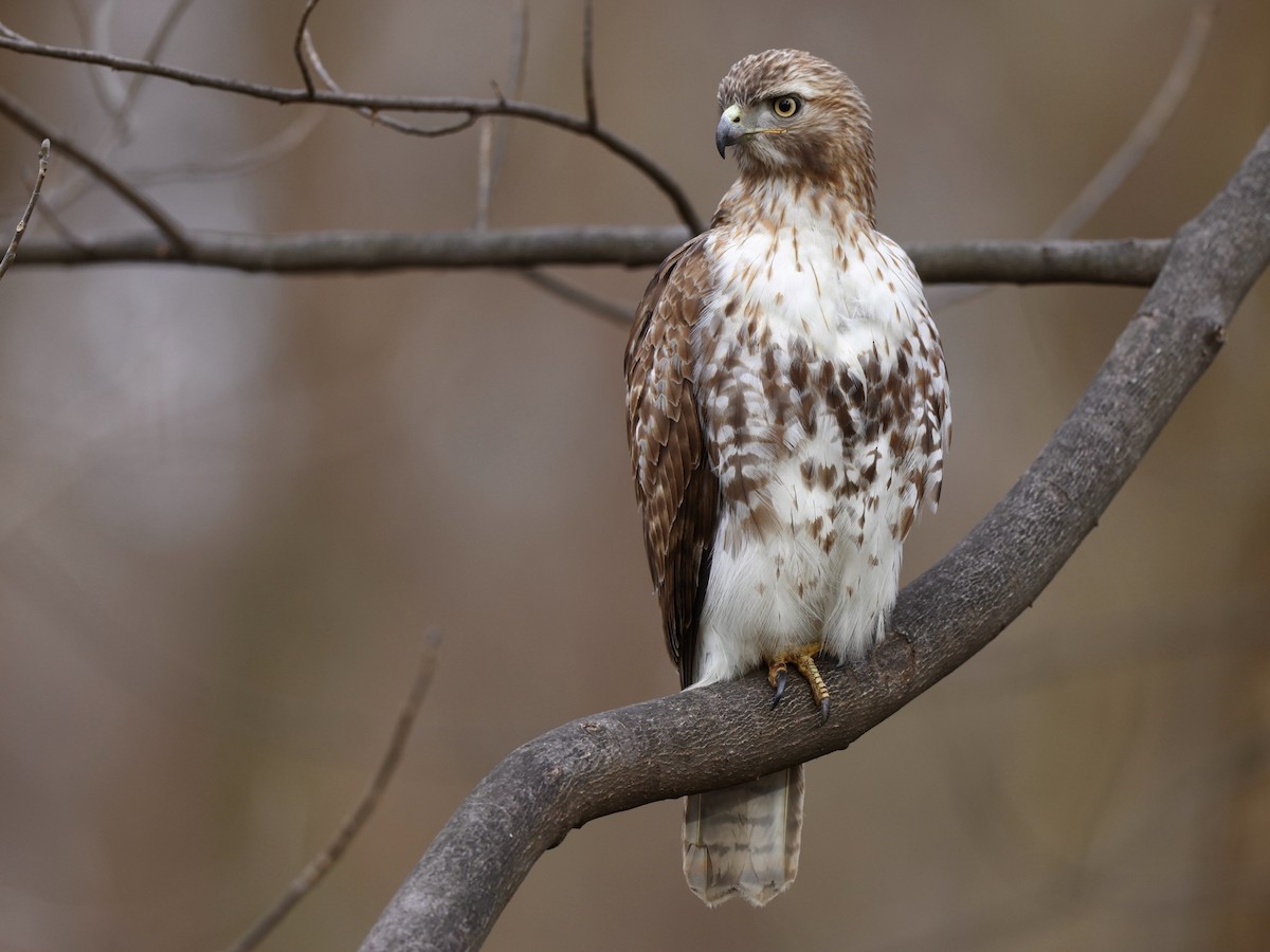 Red-tailed Hawk (borealis) - ML609400530