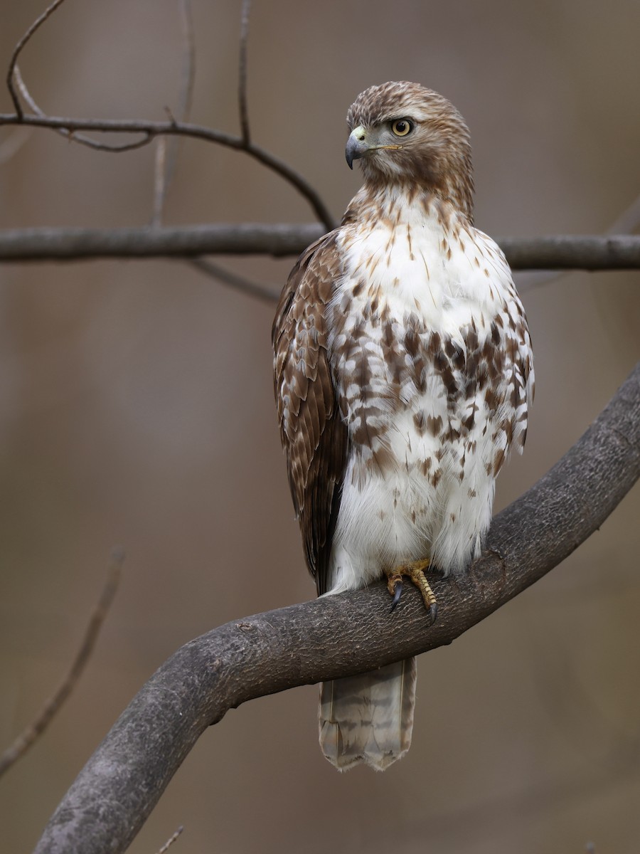 Red-tailed Hawk (borealis) - Matt Felperin