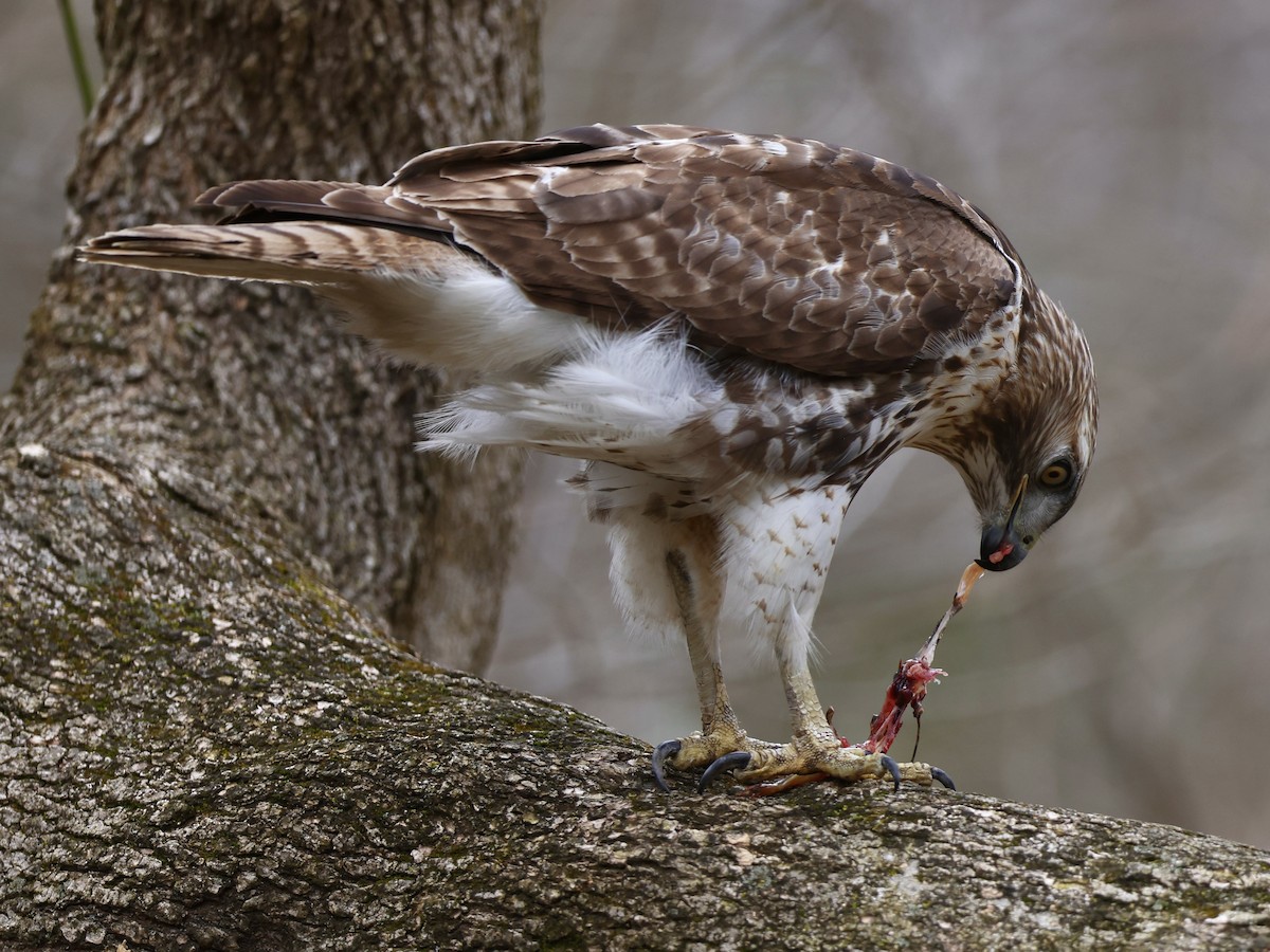 Red-tailed Hawk (borealis) - Matt Felperin