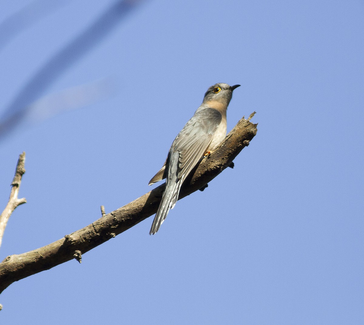 Fan-tailed Cuckoo - ML609400582