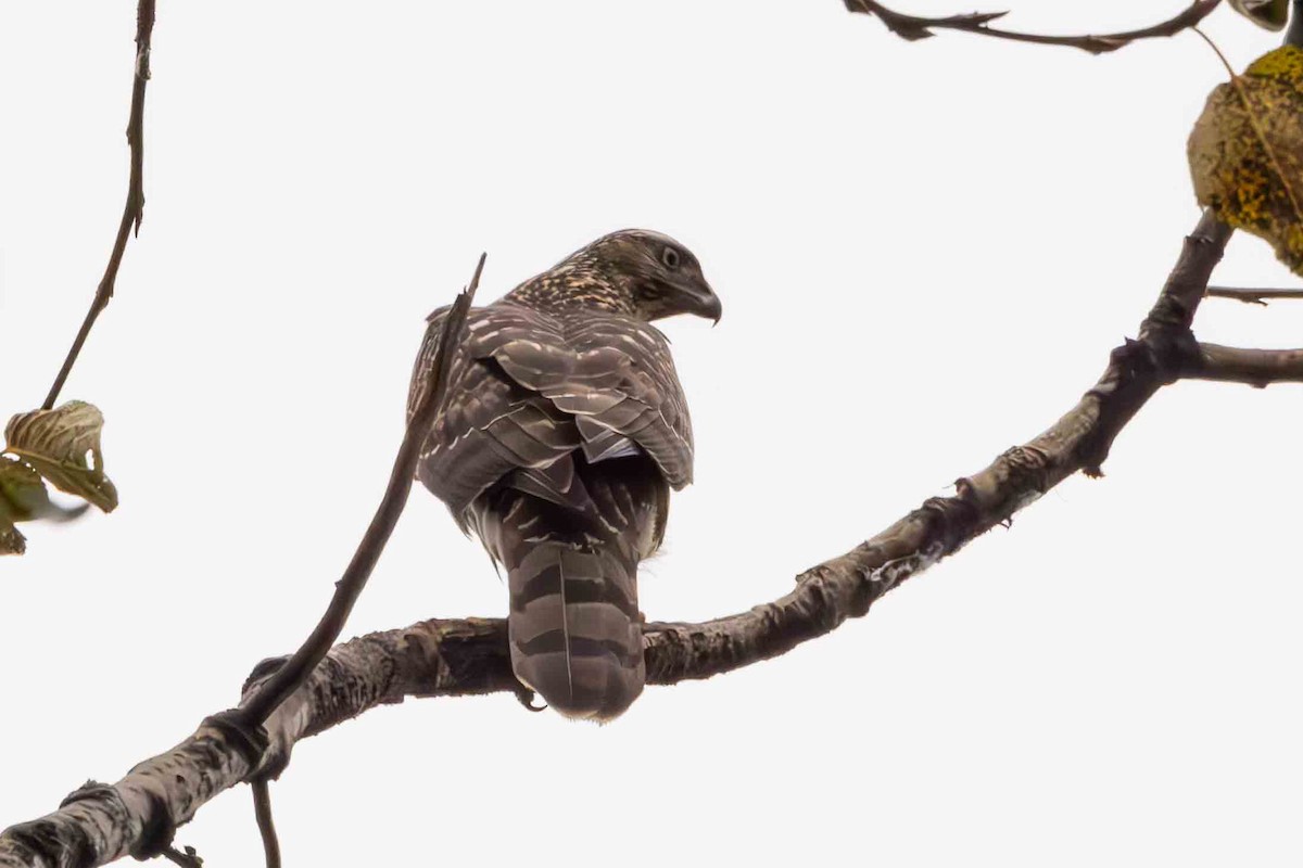 American Goshawk - Scott Fischer