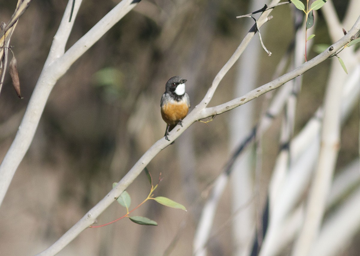 Rufous Whistler - Greg McLachlan