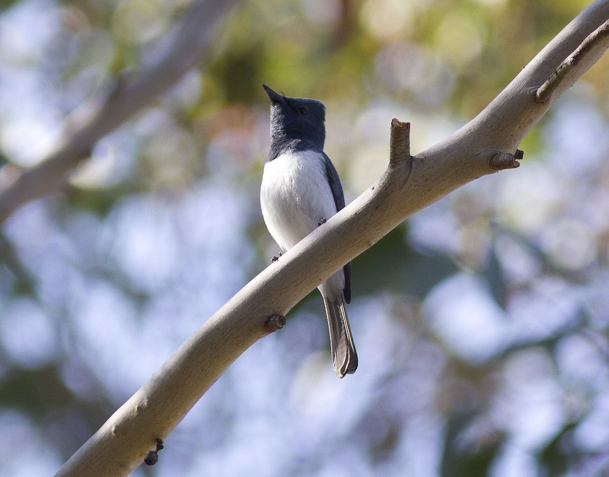 Leaden Flycatcher - ML609400600