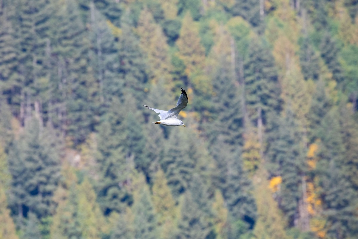 Ring-billed Gull - Danielle Cooper