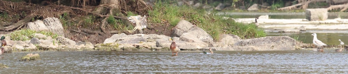 Black-crowned Night Heron - ML609400648