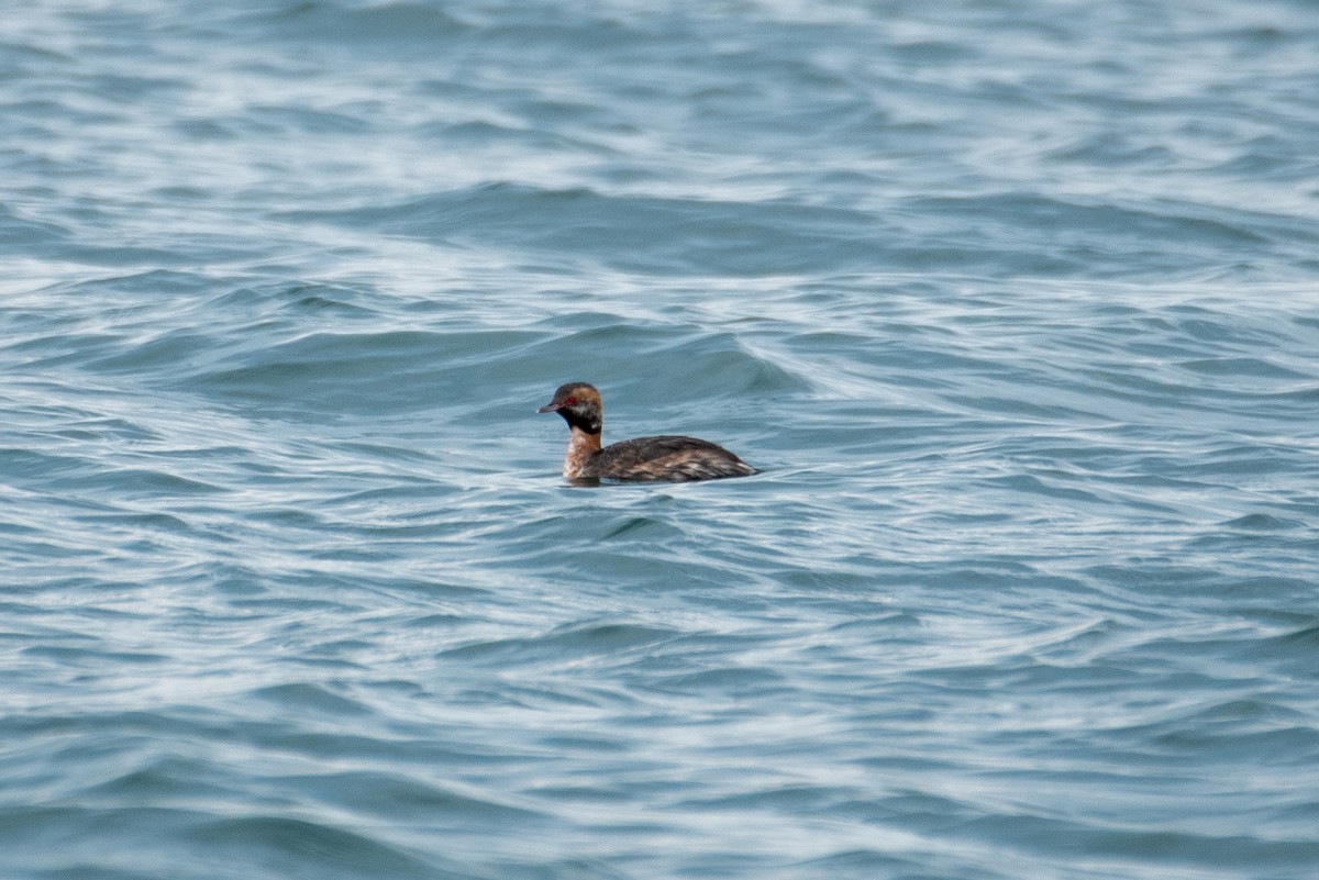 Horned Grebe - ML609400685