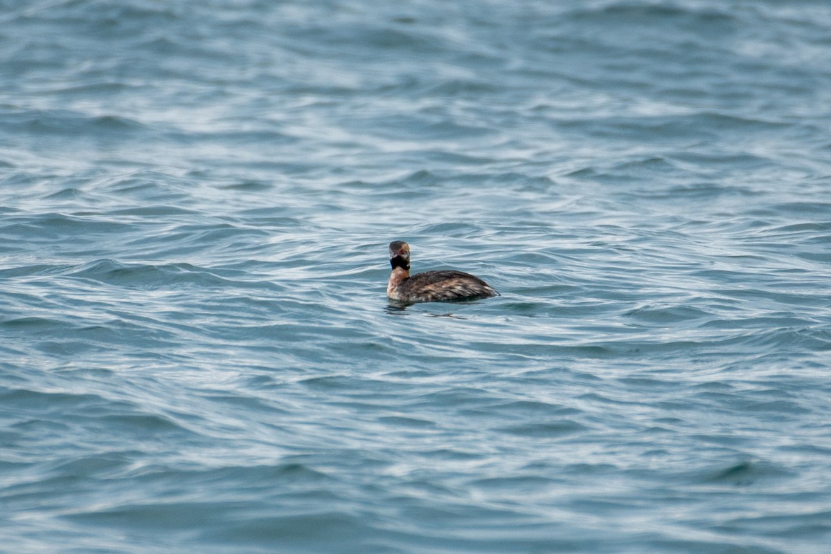 Horned Grebe - ML609400686