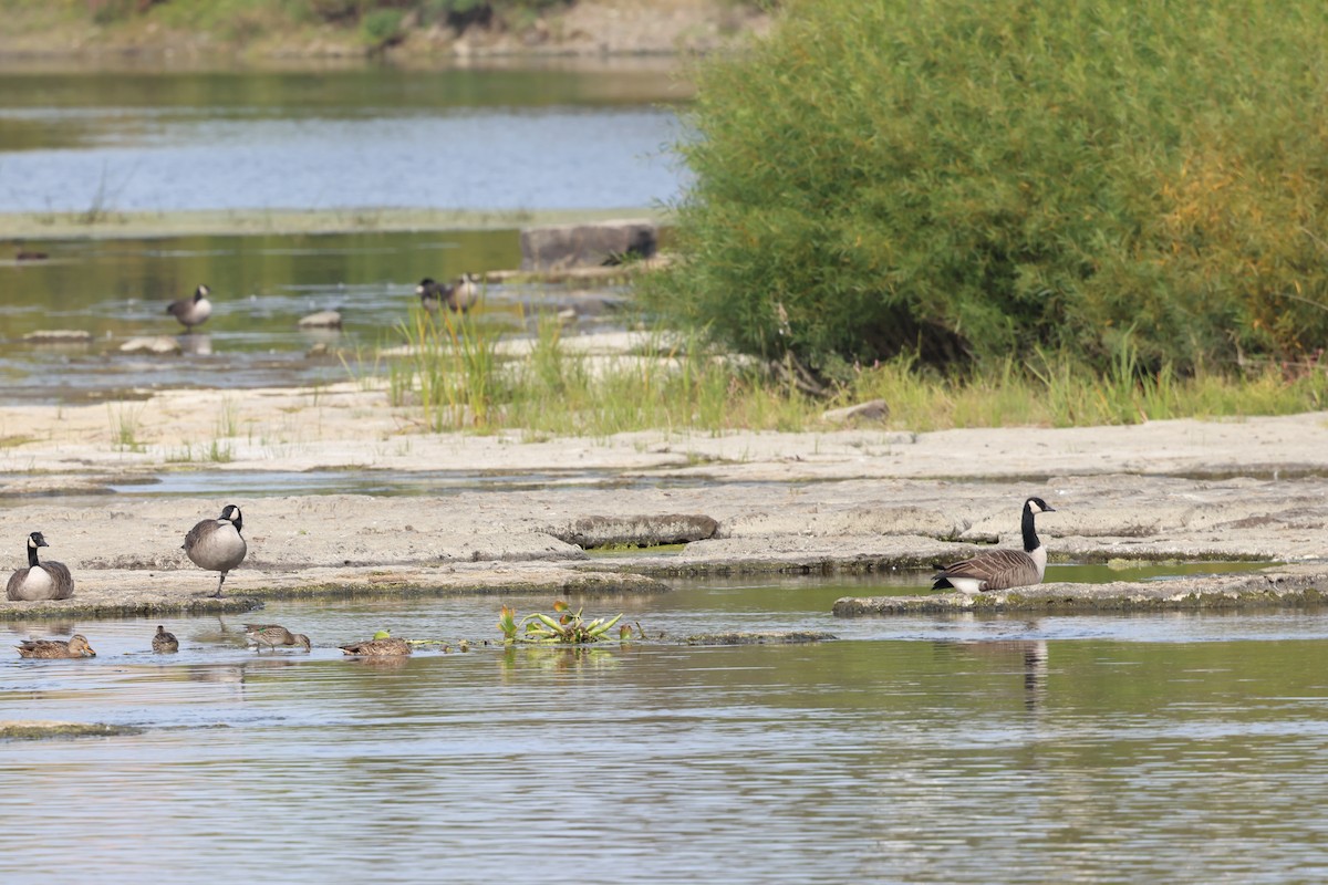 Green-winged Teal - Marie Provost