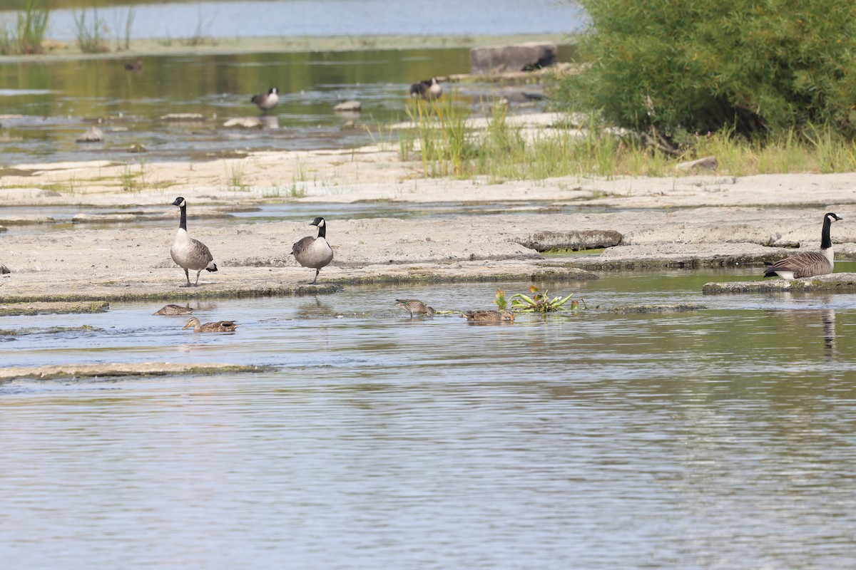 Green-winged Teal - Marie Provost