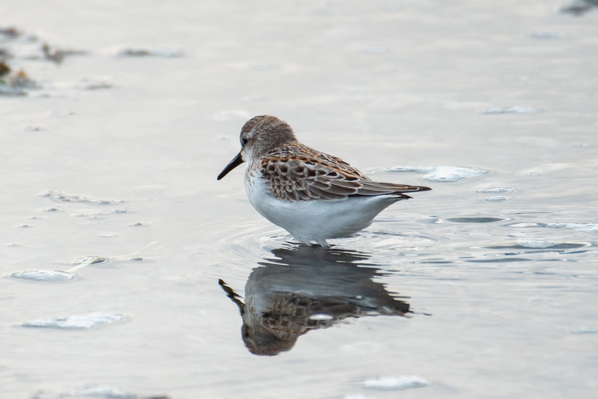 Western Sandpiper - David Moore