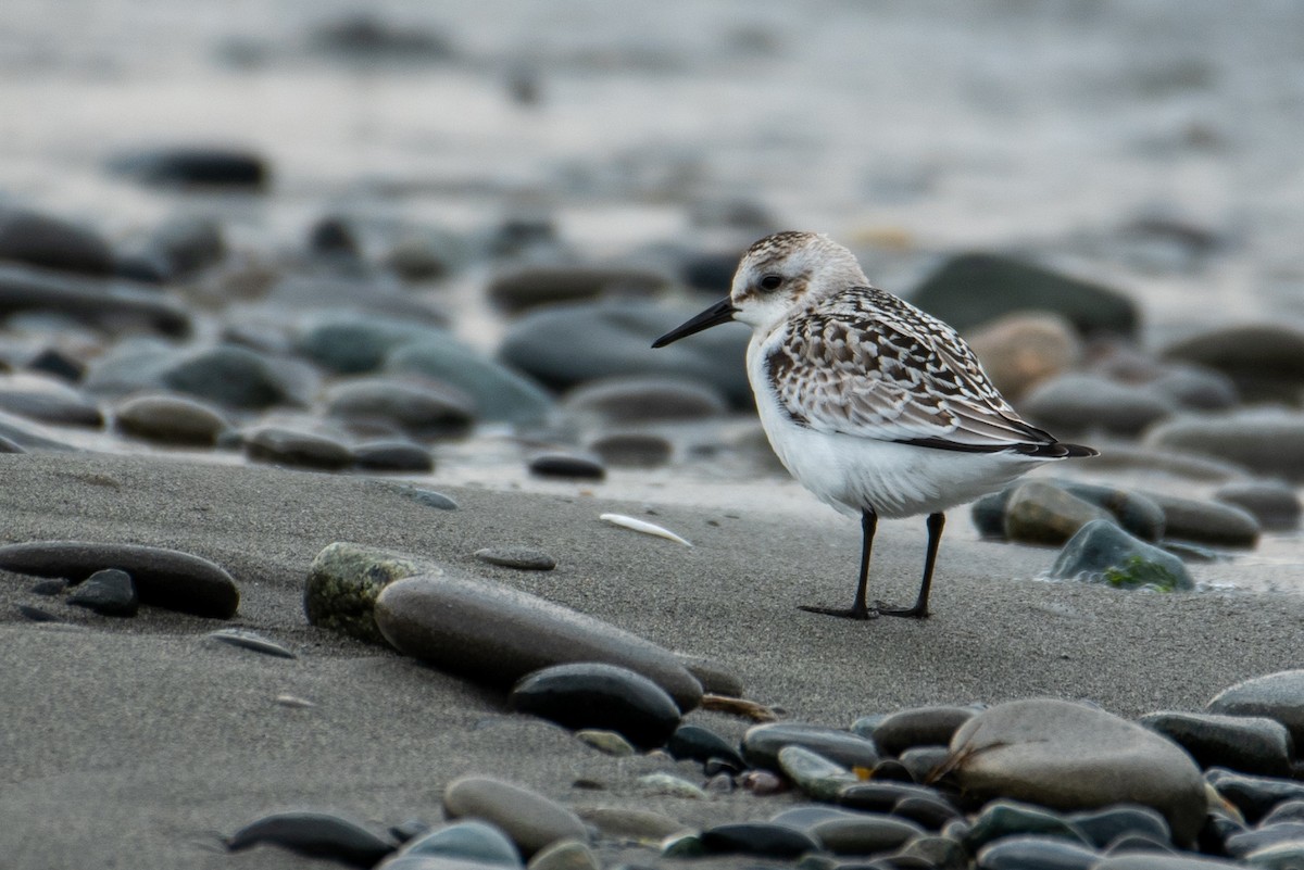 Sanderling - David Moore